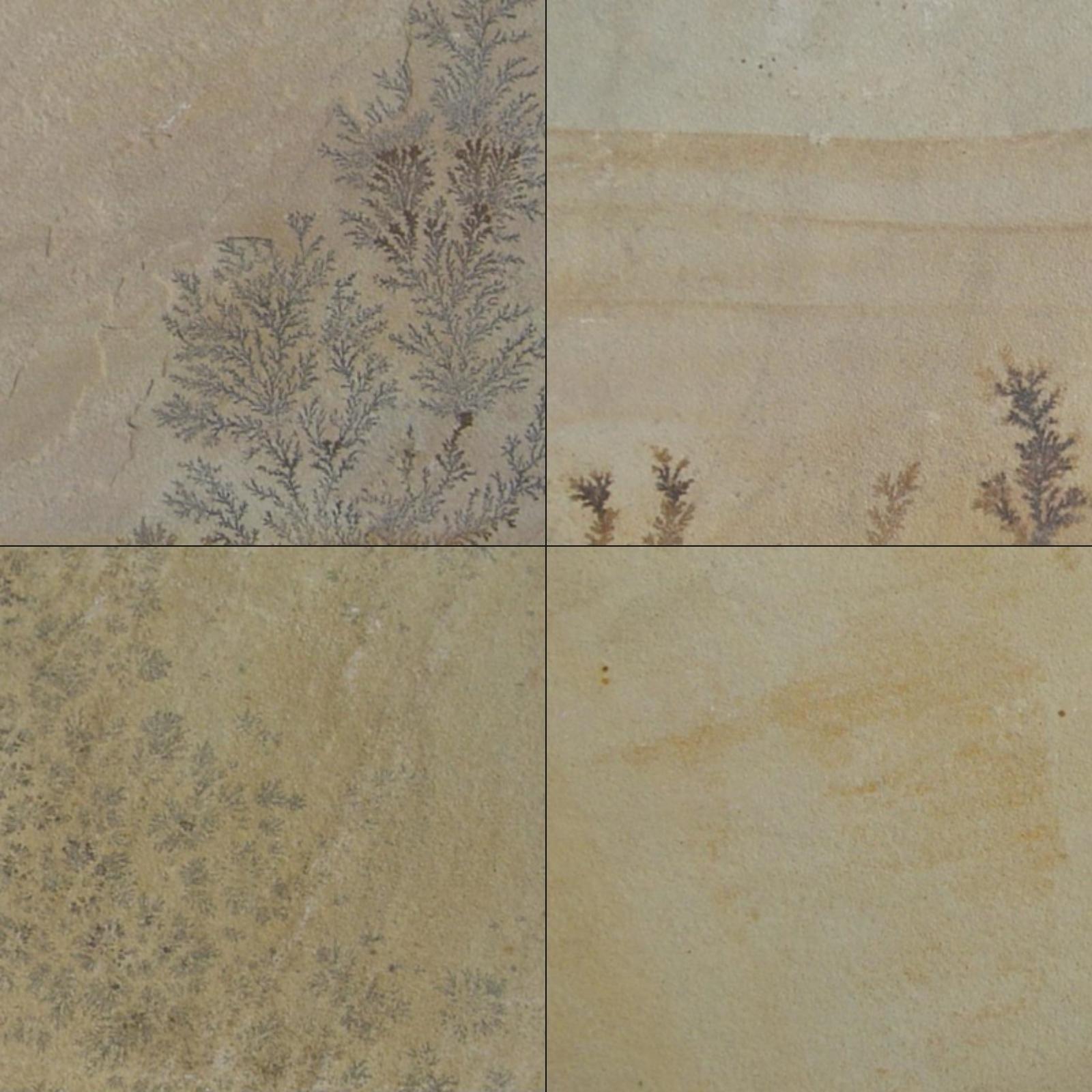 Stonebax- Fossil Mint Sandstone Fossil Mint Sandstone
